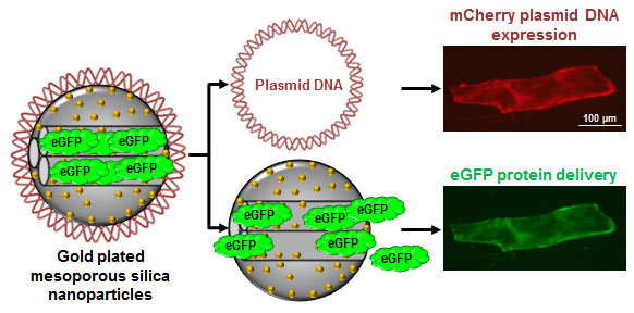Plant intracellular co-delivery of DNA and proteins loaded in gold plated mesoporous silica nanoparticles