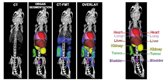 CT-based organ segmentation and hybrid CT-FMT imaging