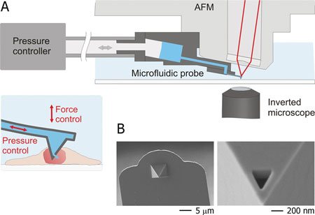 Schematic representation of the intranuclear injection using fluidic force microscopy