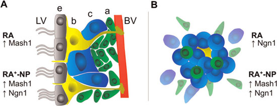 differentiation between SVZ cells