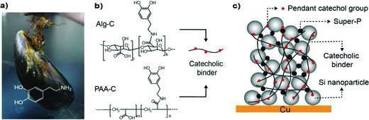 Catechol conjugated polymer binders and Si anode structure