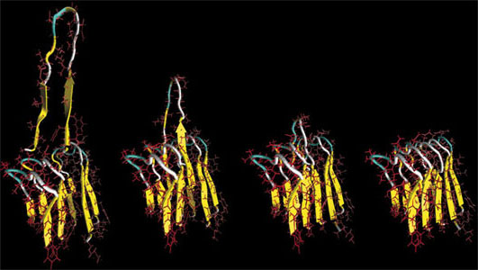 Sequence of rupture mechanisms of an Alzheimer's amyloid protein