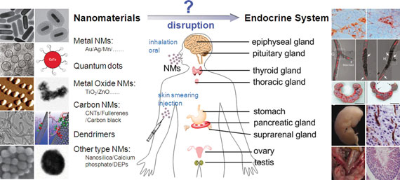 The schematic interaction between nanomaterials and endocrine system