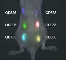Stem cells labeled with quantum dots