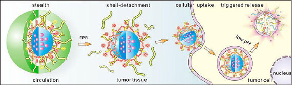 targeted intracellular delivery of anticancer drugs into tumor cells using multifunctional
multiblock polyurethane nanocarriers