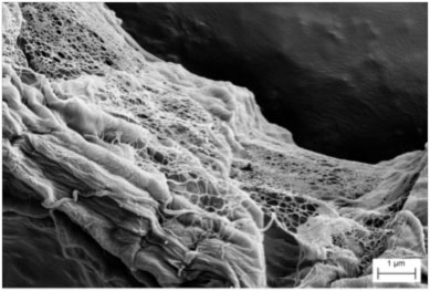Cellulose nanofibrils on the surface of a wood pulp fibre