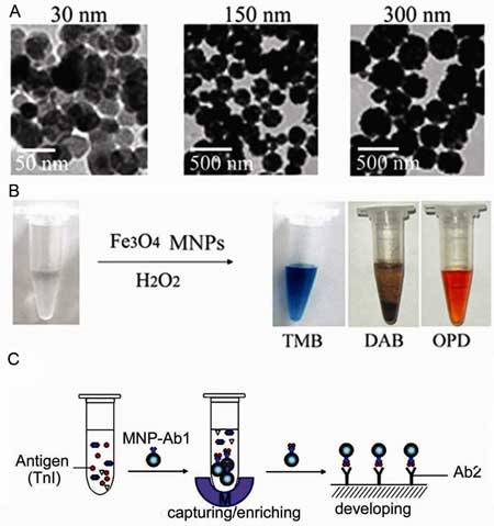 iron oxide magnetic nanoparticles show peroxidase-like activity