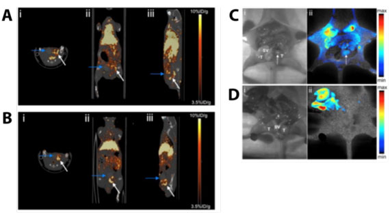 Positron emission tomography (PET) and optical imaging of prostate cancer tumors in mice