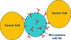 circulating microsphere to capture cancer cells