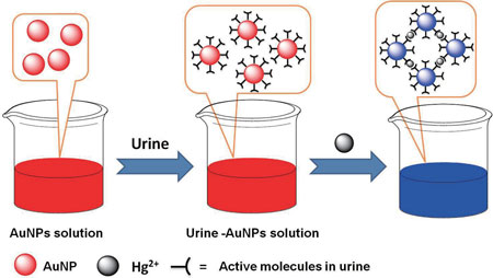 Schematic of the colorimetric detection of mercury ions based on simply mixing urine and gold nanoparticles