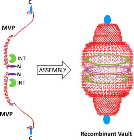 Schematic diagram of vault nanoparticle engineering