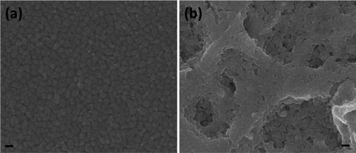 deposited films of CdTe nanocrystals