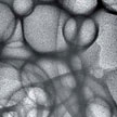 gelatin_bubbles