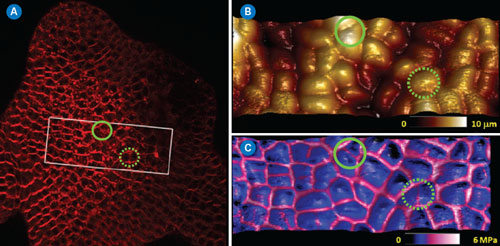 Typical application of PeakForce QNM imaging on living plant cells
