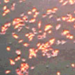 gold_nanorods