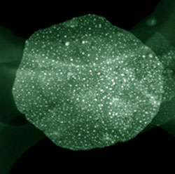 STEM image of iron nanoparticles distributed on layered double oxide flakes