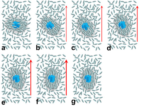 A schematic representation of the presence of a BaTiO3 FNP-induce pseudo-nematic domain in the isotropic phase