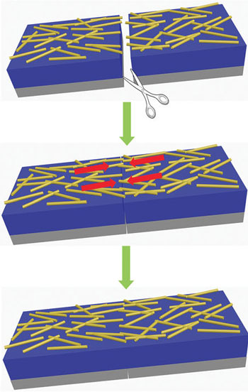 Schematic representation of self-healing capabilities of electrical conductivity of as-prepared SWCNT films spreaded on self-healing substrates