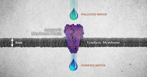 Aquaporin-embedded biomimetic membrane