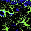 neurons