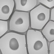 skin_cells