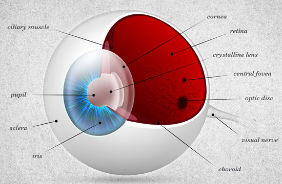 biology of the eye