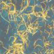 nanowires