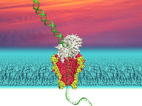 DNA passing through a nanopore