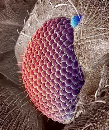 compound eye of a mosquito