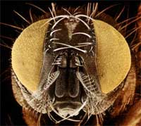 Biomodels_for_nanotechnology