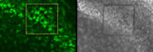 Calcium imaging of neurons in a rat hippocampal slice through transparent graphene electrode