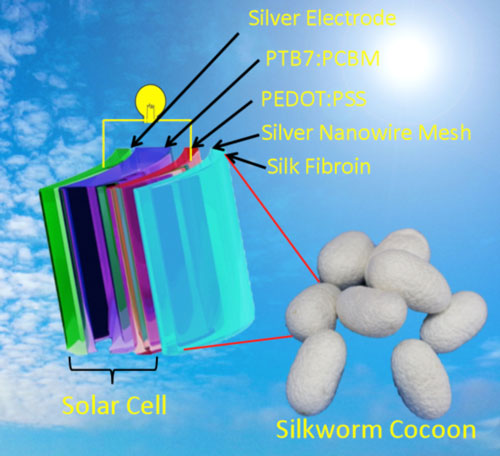 silkworm cocoon picture and the scheme of plastic solar cell with silk fibroin film as substrate