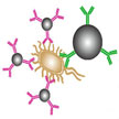 bacterium