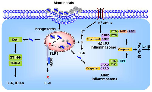 Biominerals may stimulate NALP3 inflammasome