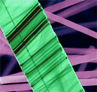 flat_nanotubes