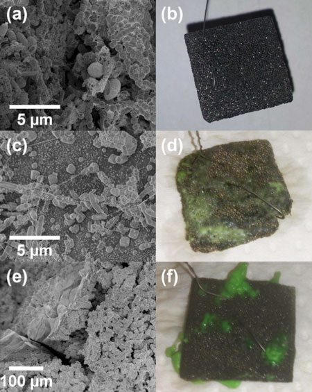 biofilms on metal surface