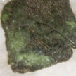 corrosion