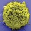 cancer_cell