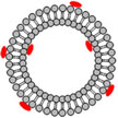 liposome