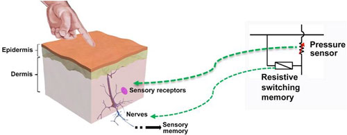 Skin-inspired haptic memory arrays