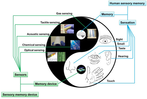 Schematic illustration of integrating different sensors with memory devices for the mimicry of human sensory memory