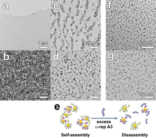 TEM images of Au nanoparticles? self-assembly induced by the affinity pairing of proteins