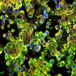nanodrug