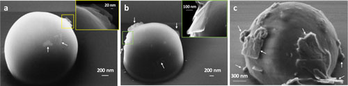 graphene flakes on PVA microbubble shells