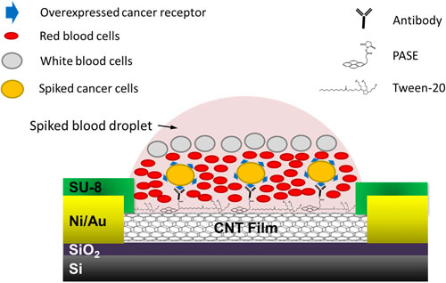 Schematic of a device for capture of cells spiked in blood