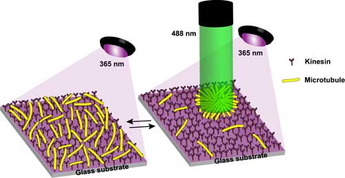 irradiation set-up and the dispersion and concentration of microtubules on a kinesin-coated glass substrate