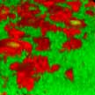 biofilm