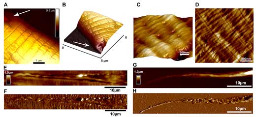 PeakForce Tapping images of C. elegans nematode cuticle