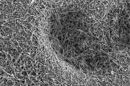 SEM image of carbon nanotubes
