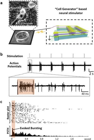 Self-powered neural stimulator based on the Cell Generator